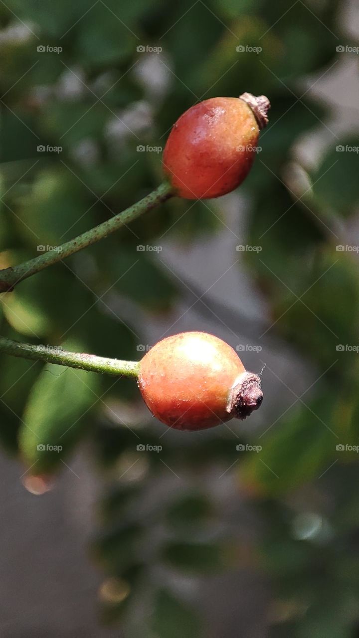 Rose hip