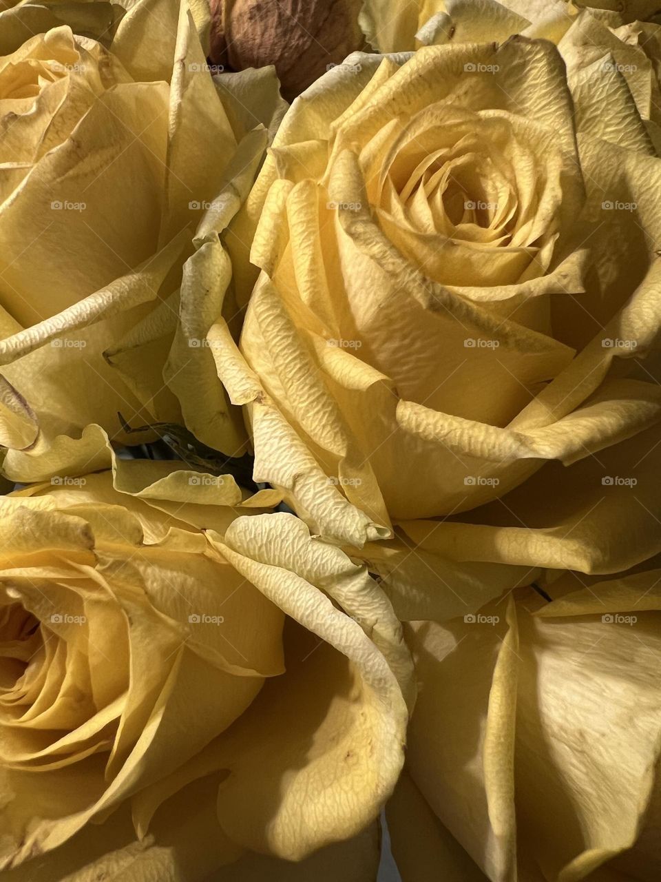 Yellow roses 