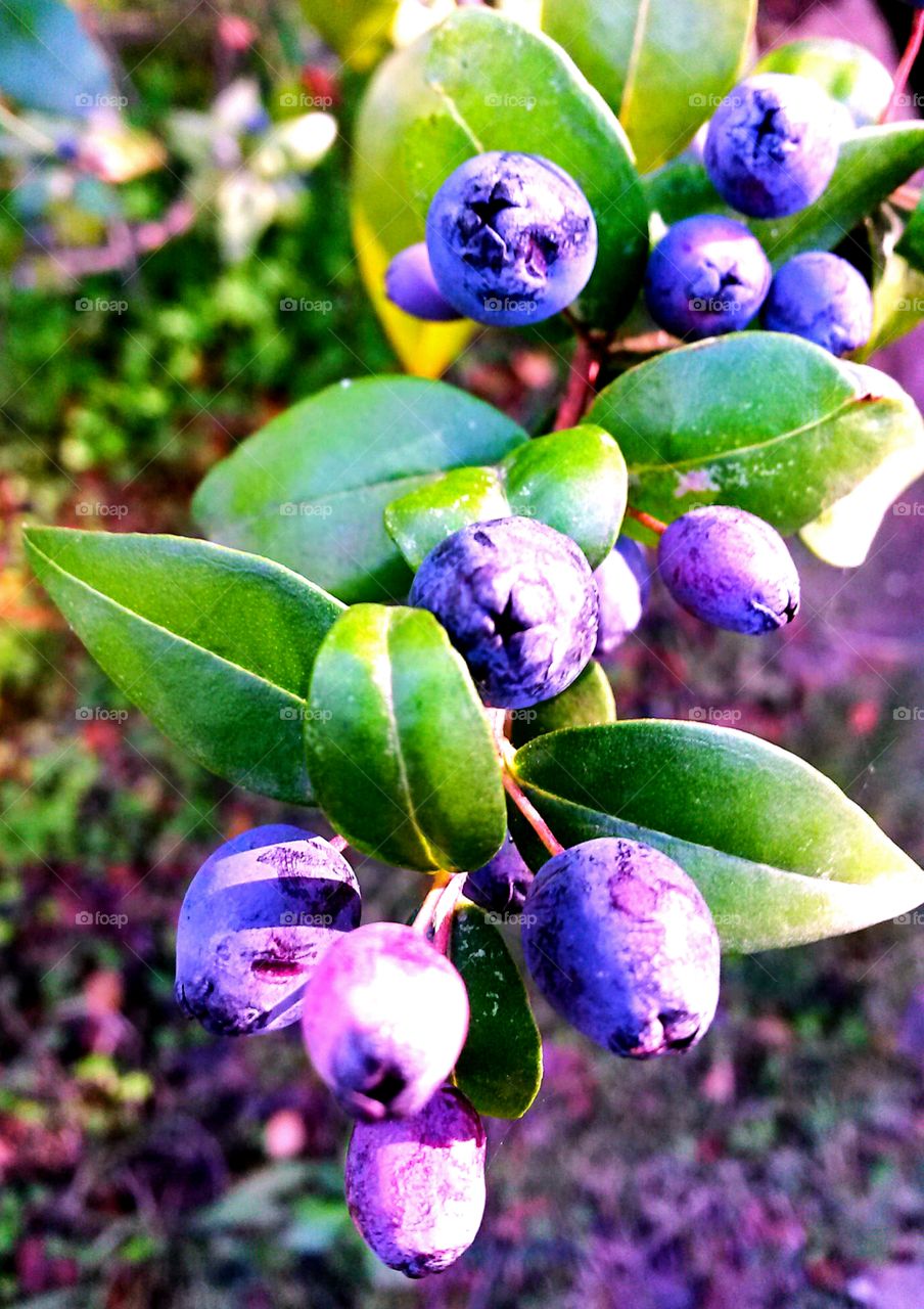Myrtle mediterranean wildberry,from Sardinia Island