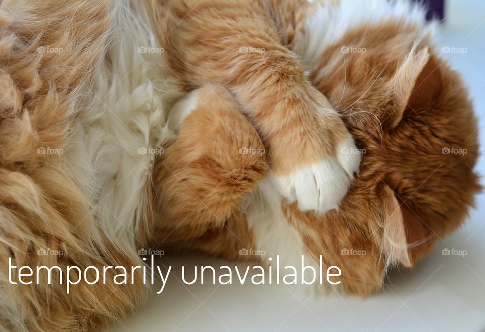 cat pet sleep funny temporarily unavailable