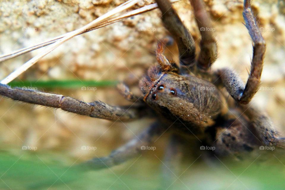 Big hidden brown spider