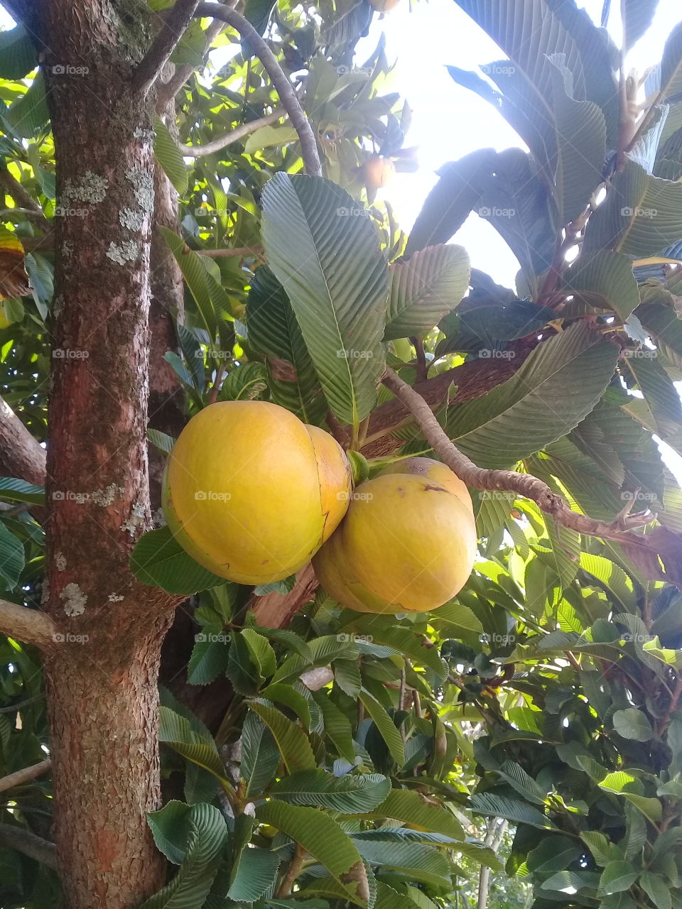 Olha aí" é Dilênia o nome dessa árvore, cujo pé é bem exótico. Olha o tamanho da fruta.