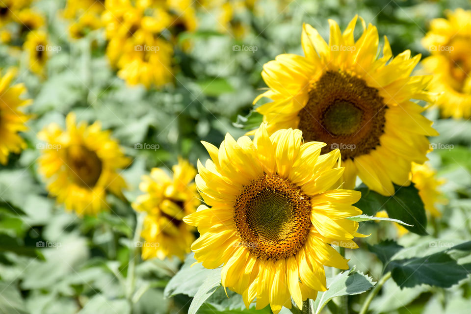 Flora, Summer, Nature, Flower, Leaf