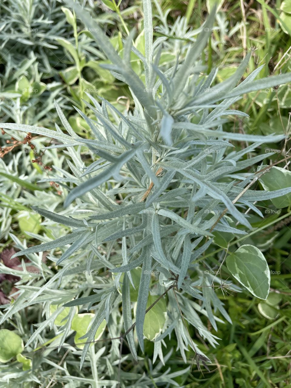 Dusty Miller 