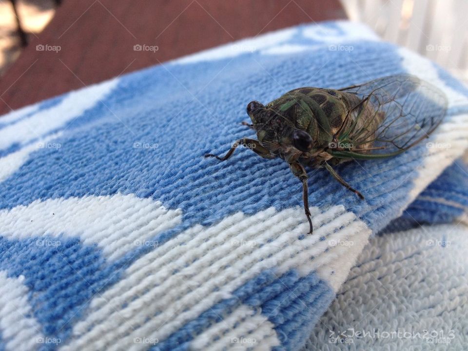 My Dog-day cicada