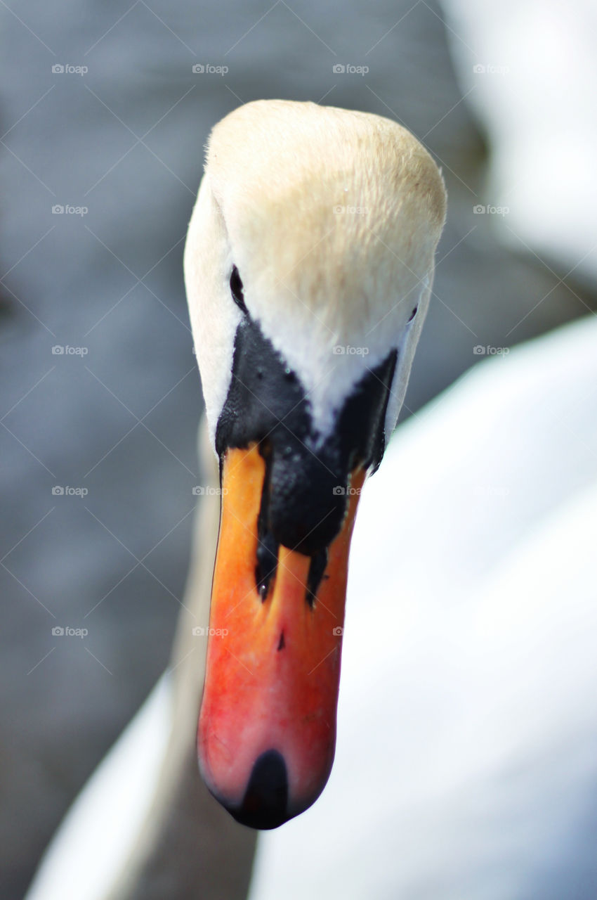 white swan bird beautiful by geebee