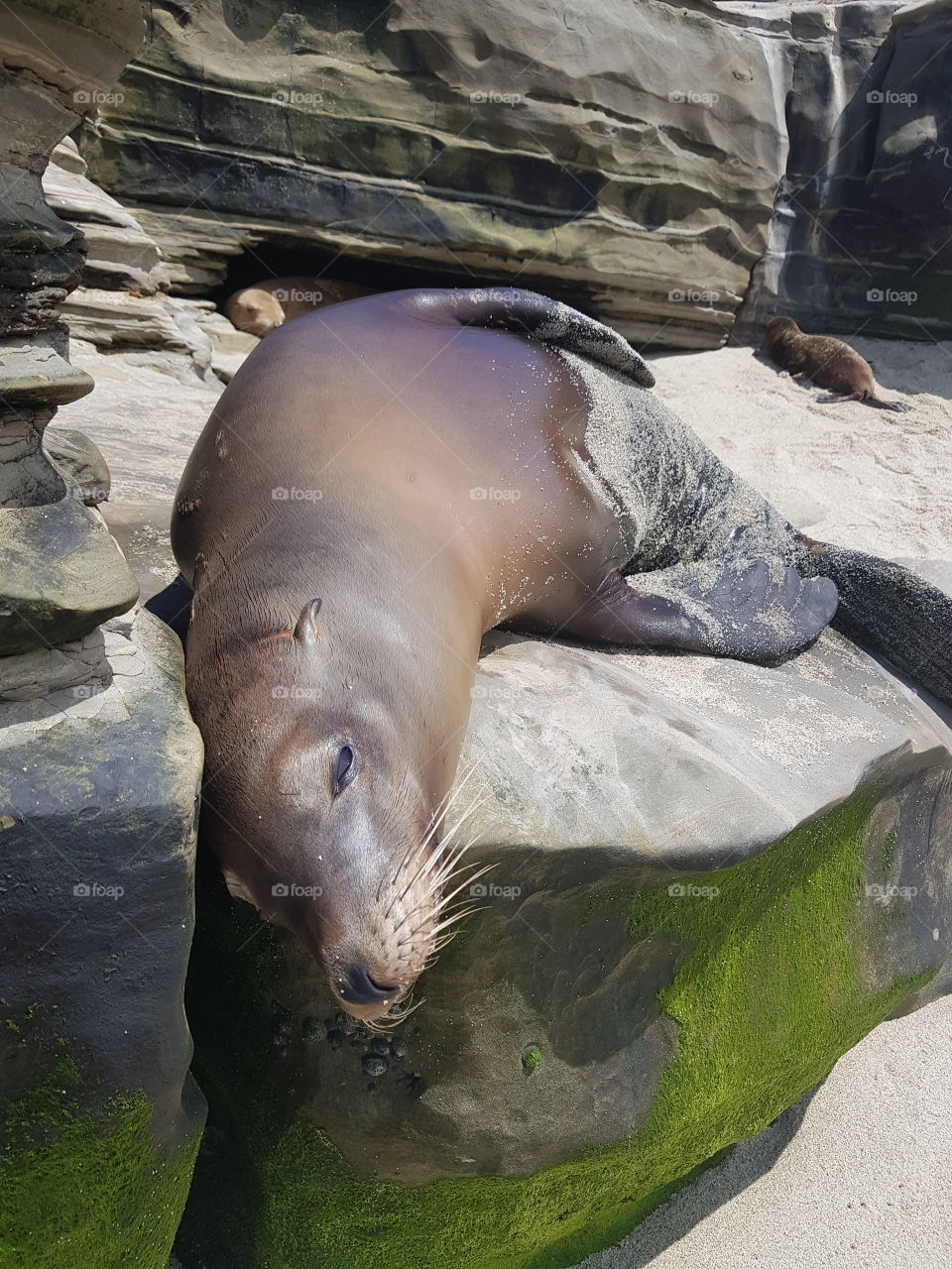 Sea Seal, Mammal, Water, No Person, Sea