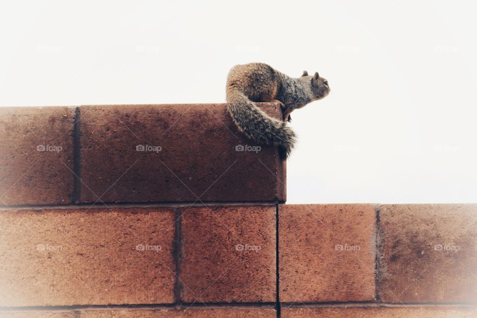 Squirrel on a brick fence looking over the landscape 