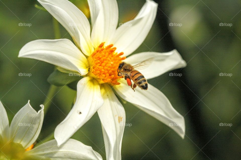 Honey bee sitting on a blossom