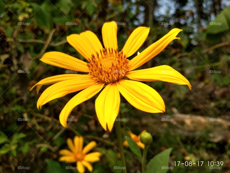 Namia flower