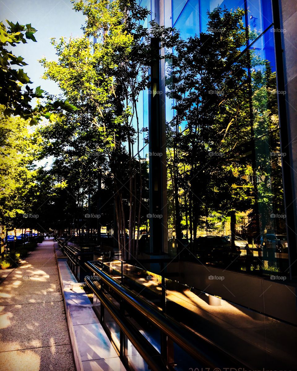 Reflections of Nature 