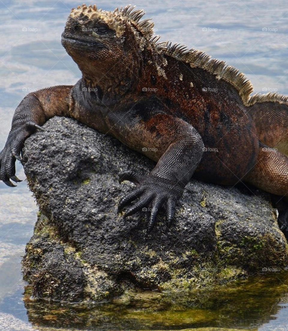 Marine inguanas are considered the most terrible reptiles because of their terrifying appearance .