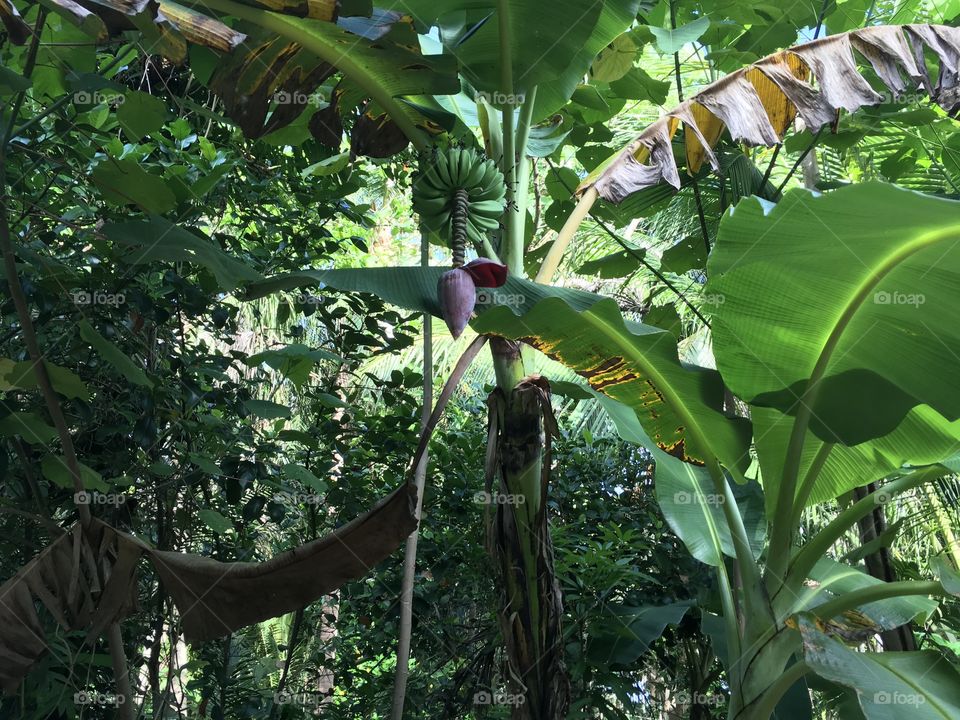 Young Banana Tree in Bohol, Philippines