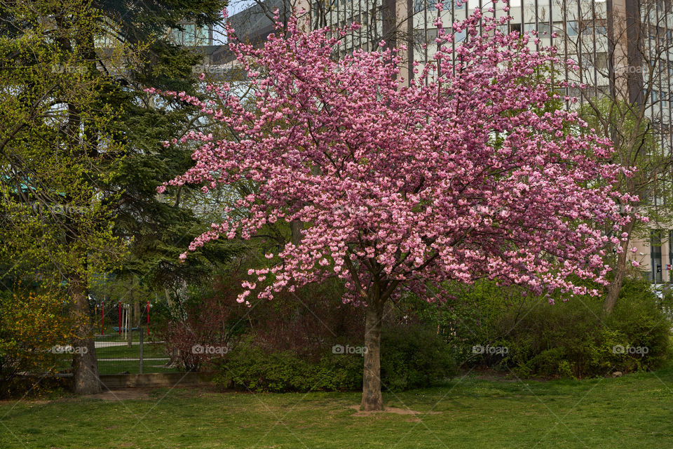 Cherry blossom in the city 