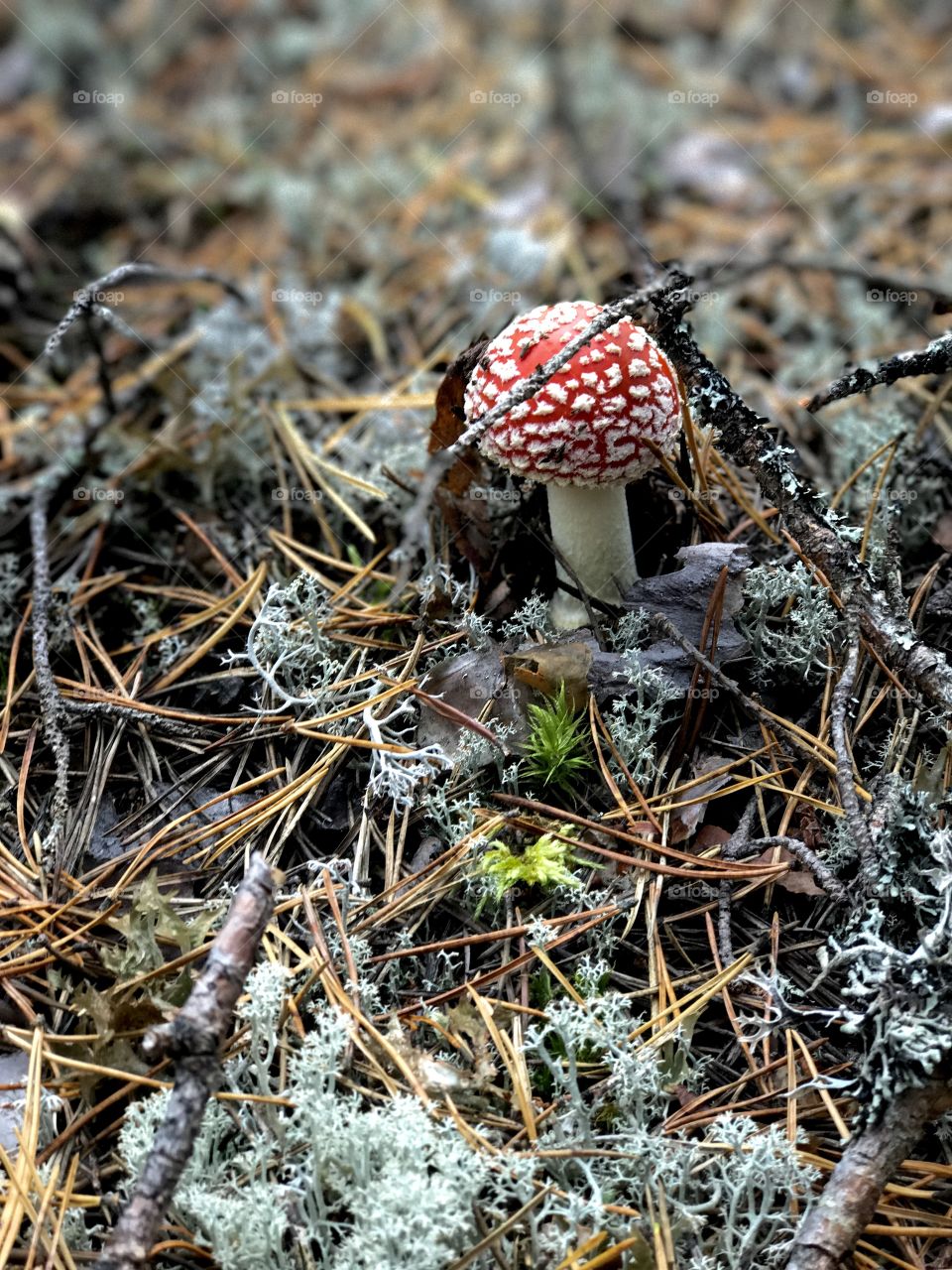 Fly agaric. Forest. Moss. Lichen