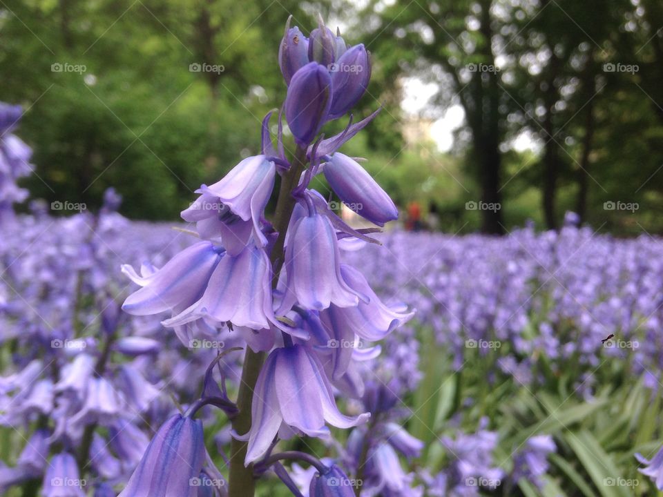 Close-up of a violent flowers