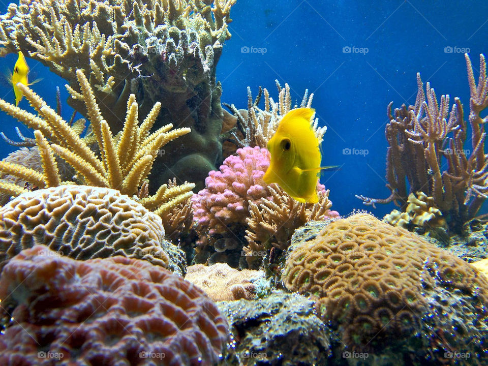 fish sea aquarium coral by andyc