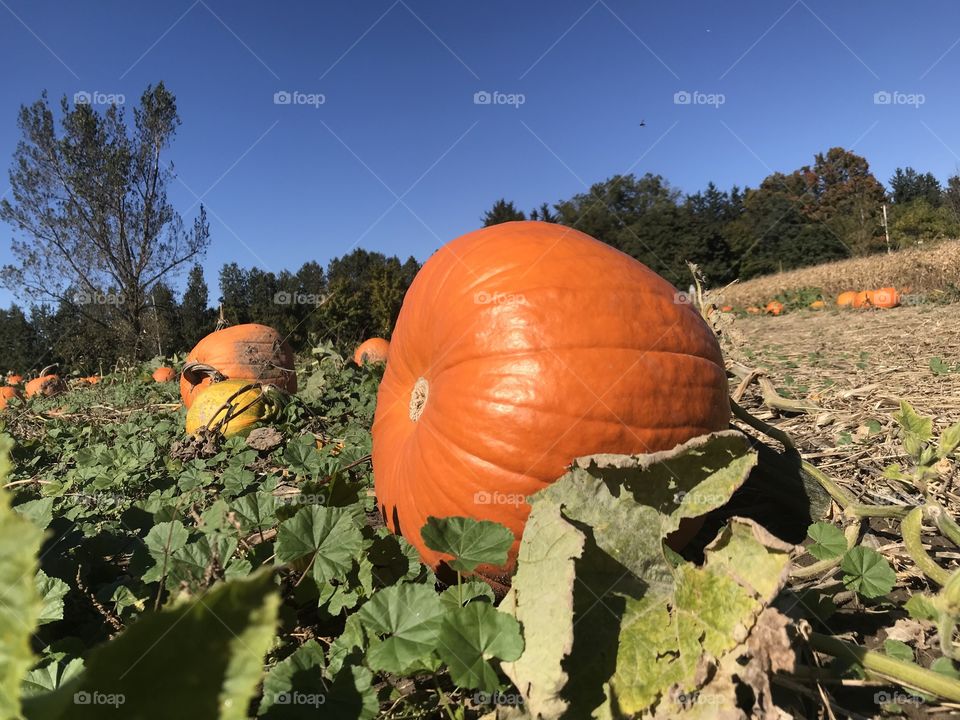 Pumpkin patch 