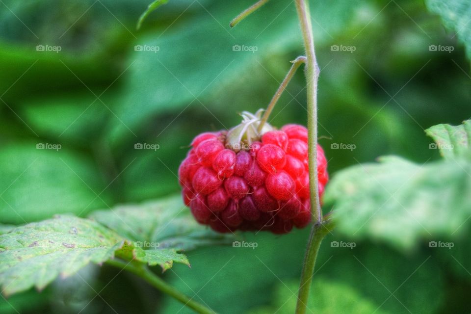 Rasberry