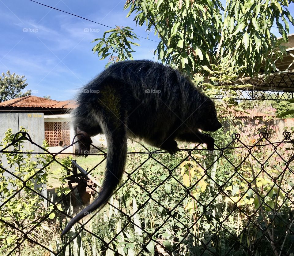 A hedgehog walking by the fence, disguising himself so as not to be seen because he must have done something wrong ... / Um ouriço andando pela cerca, disfarçando-se para não ser visto pois deve ter feito algo de errado...