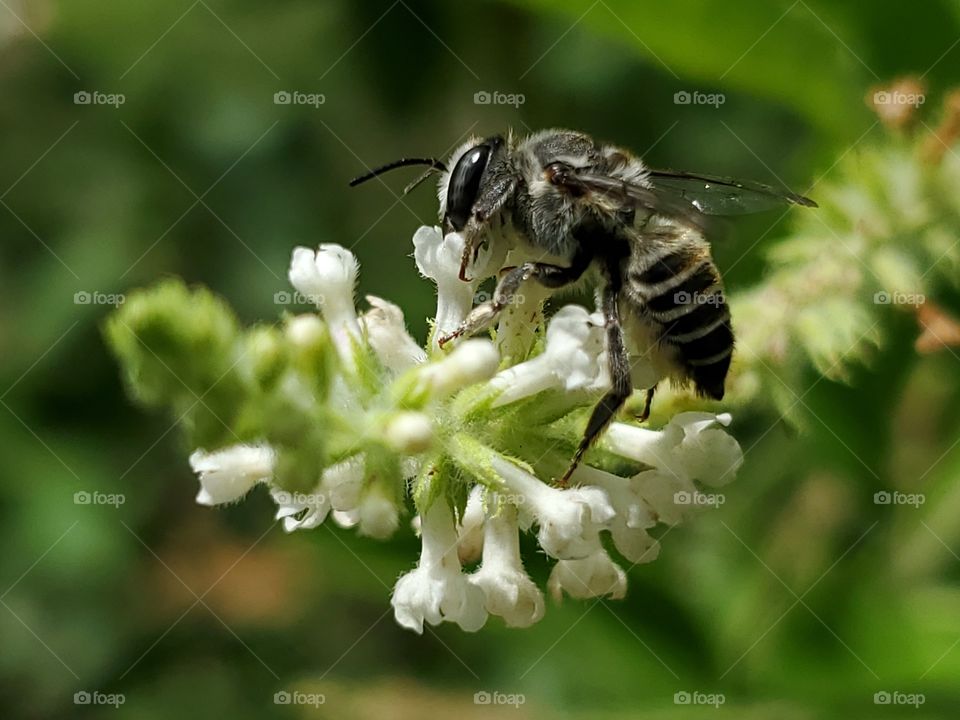 Leafcutting bee pollinating an almond verbena flower.