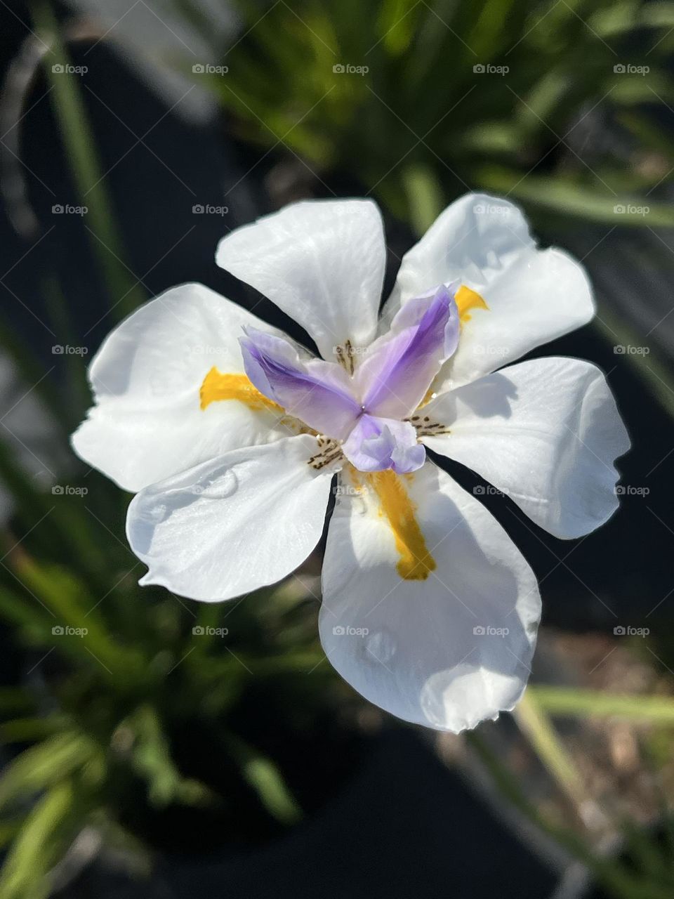 African Iris