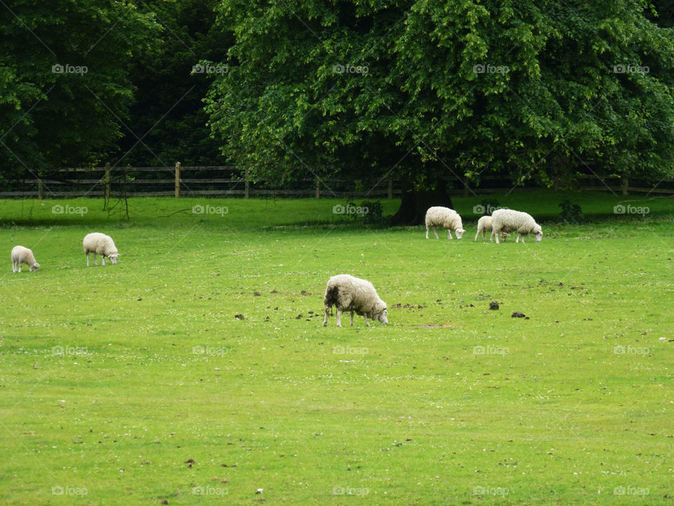 English sheeps