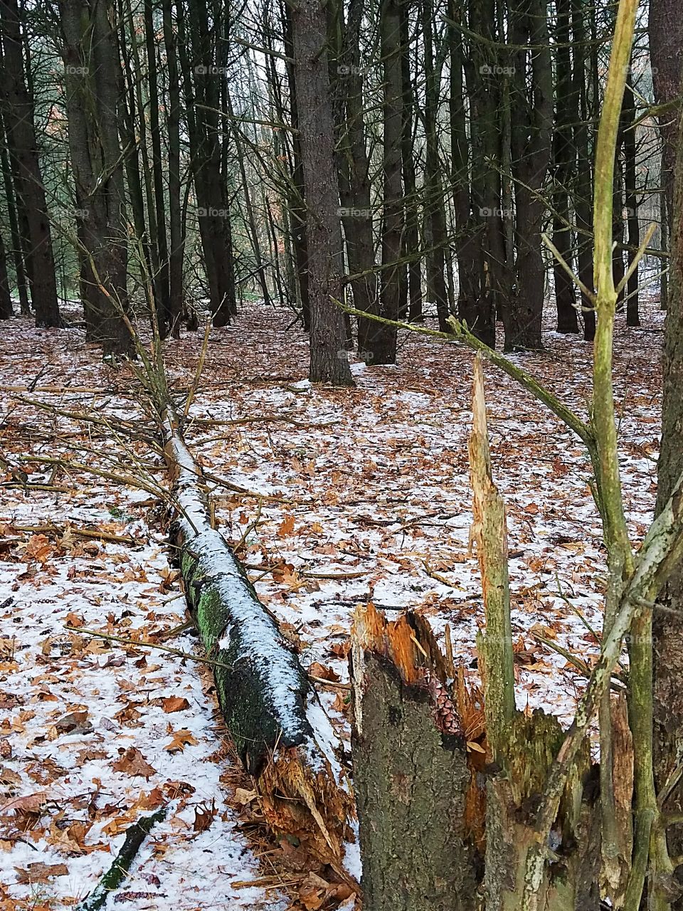 fallen dead tree broken branch