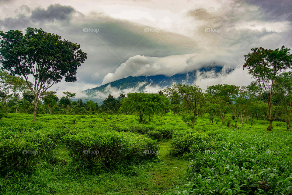Thick Clouds on the Tea Plantation, Lawang, Indonesia