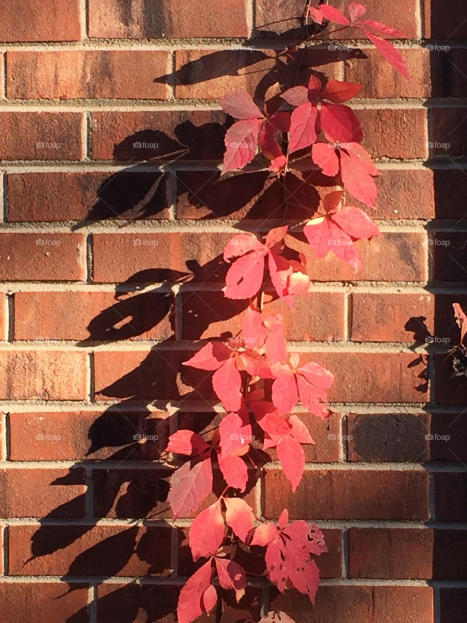 Autumn vine on brick