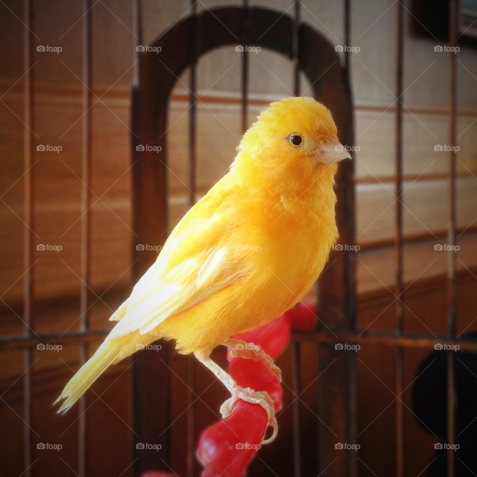 yellow cage bird small by vsusov