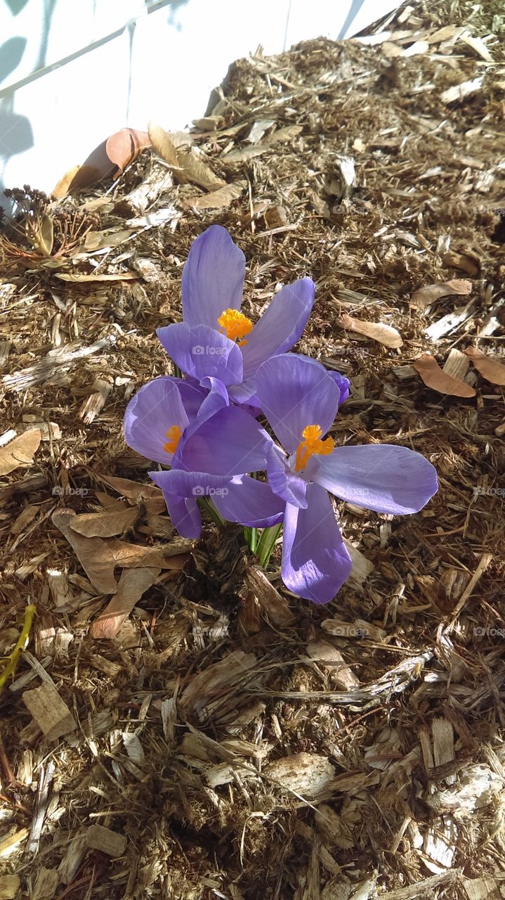 purple crocus flower