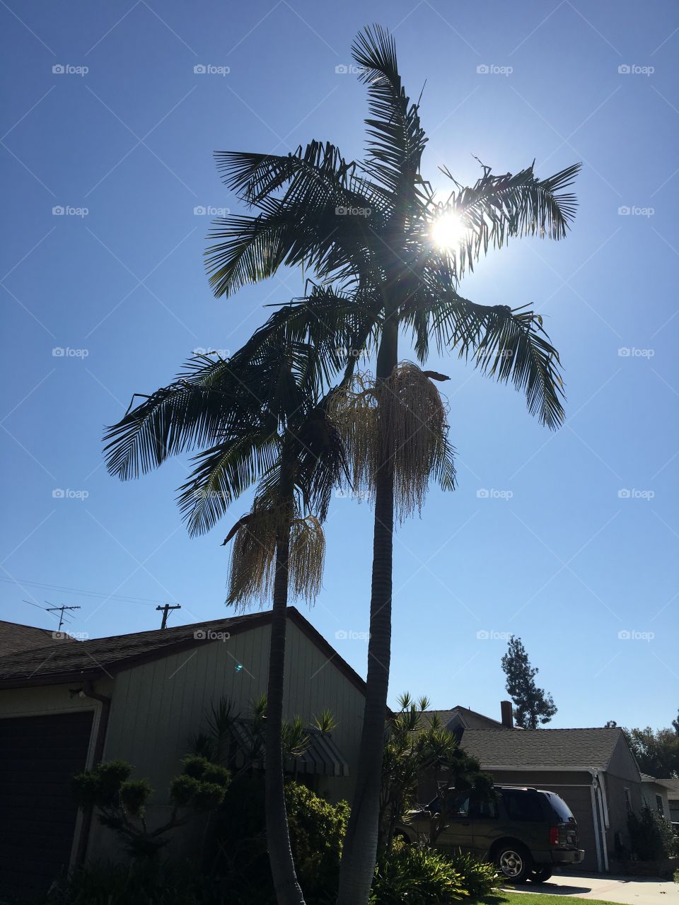 Palm trees, sunshine, California, seending