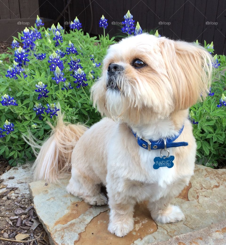 Barney in Bluebonnets
