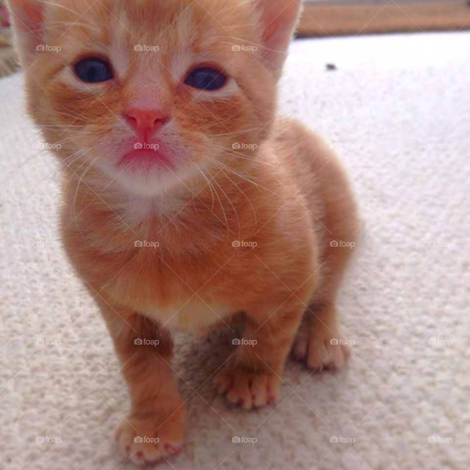 Ginger Kitty