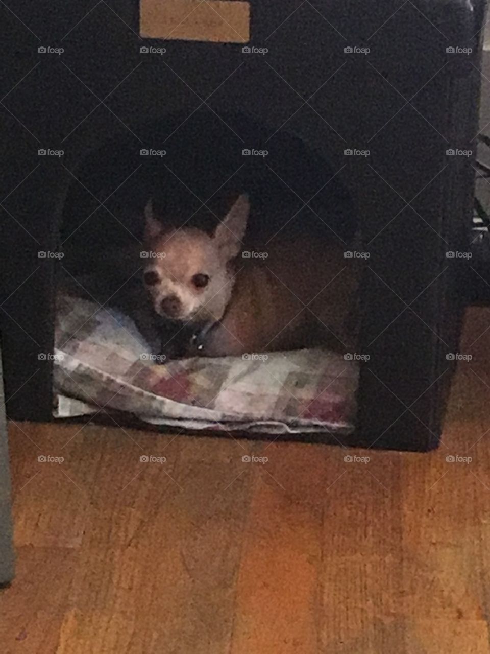 Chihuahua 