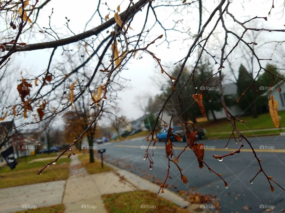 Raindrops on branches