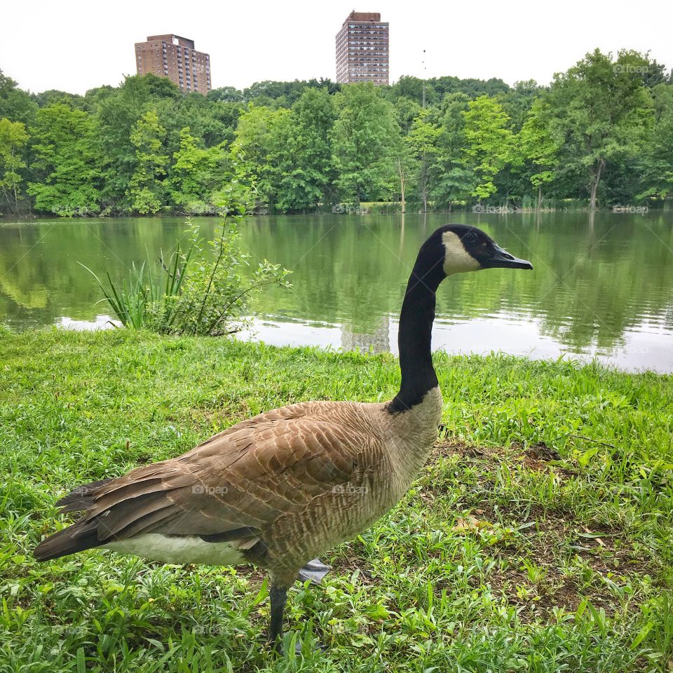 Goose and the lake in a park