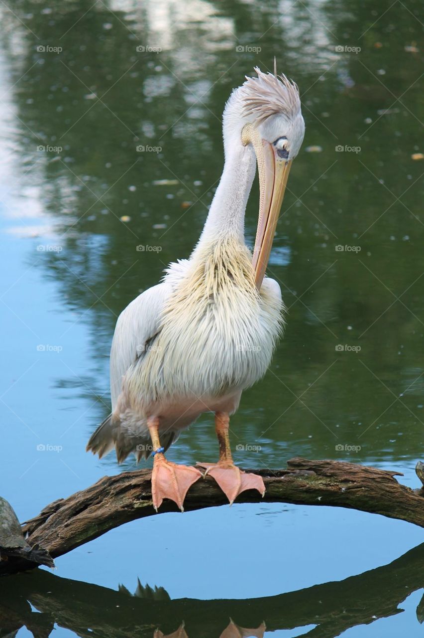 Pelican