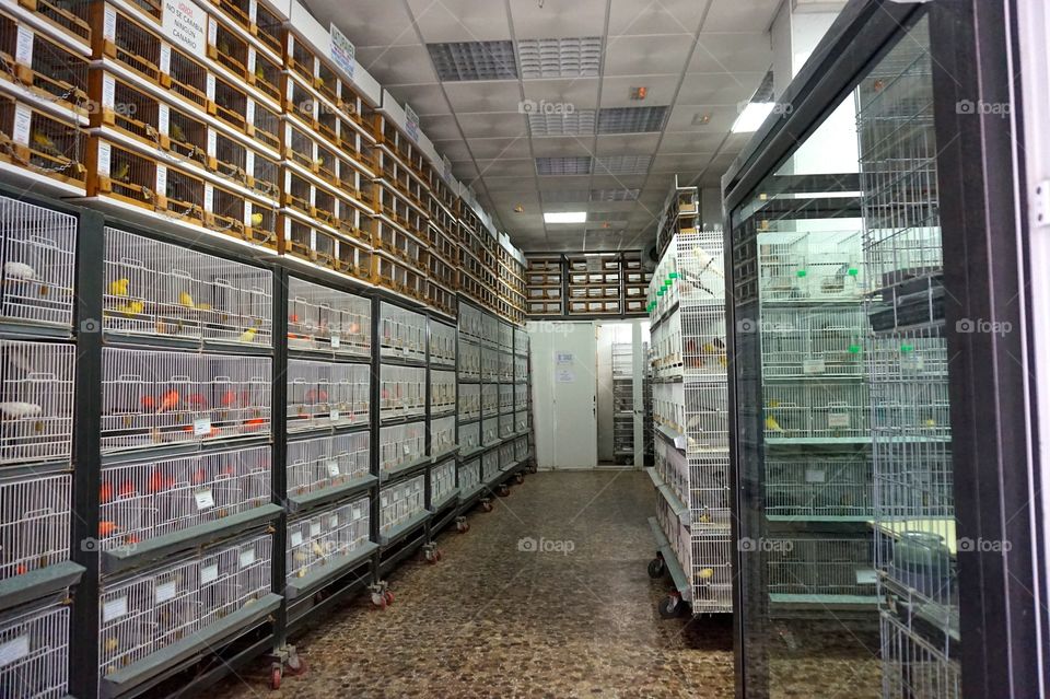 Caged birds at a pet store in Madrid, Spain 