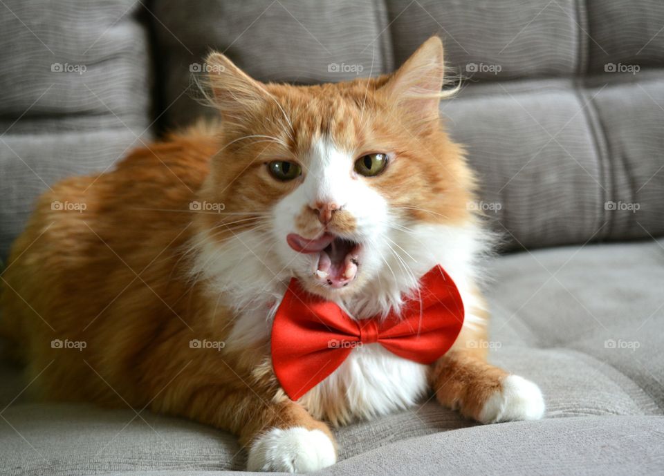 Cat with red bowtie licking lips