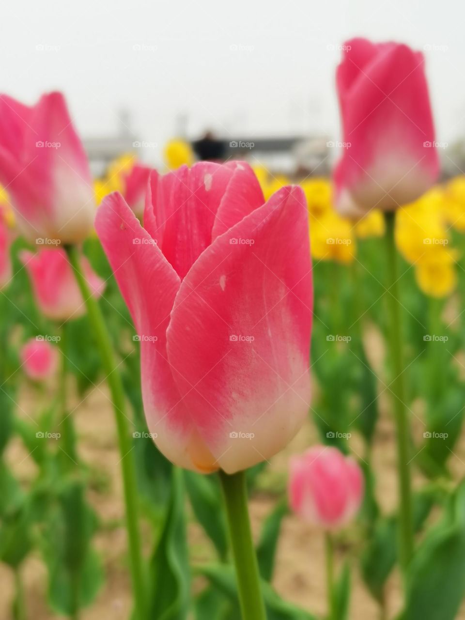 tulips