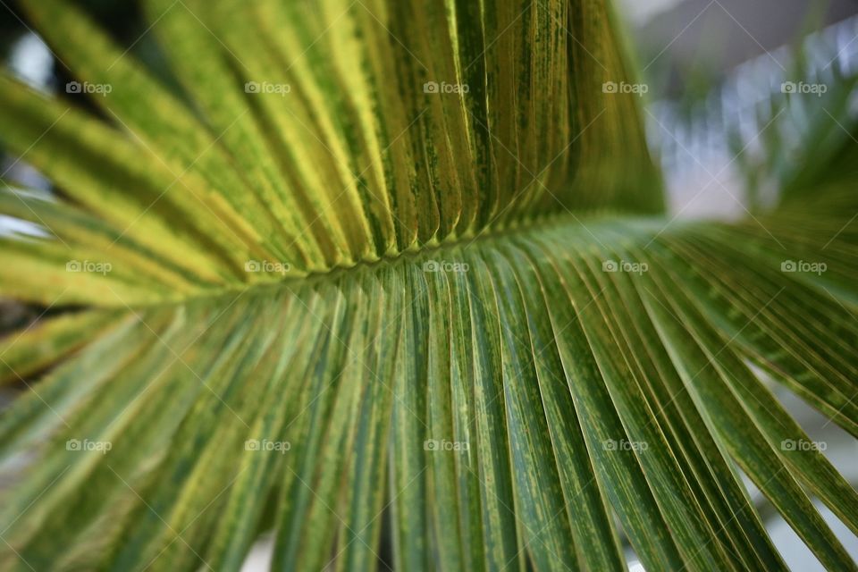 Leaf of palm