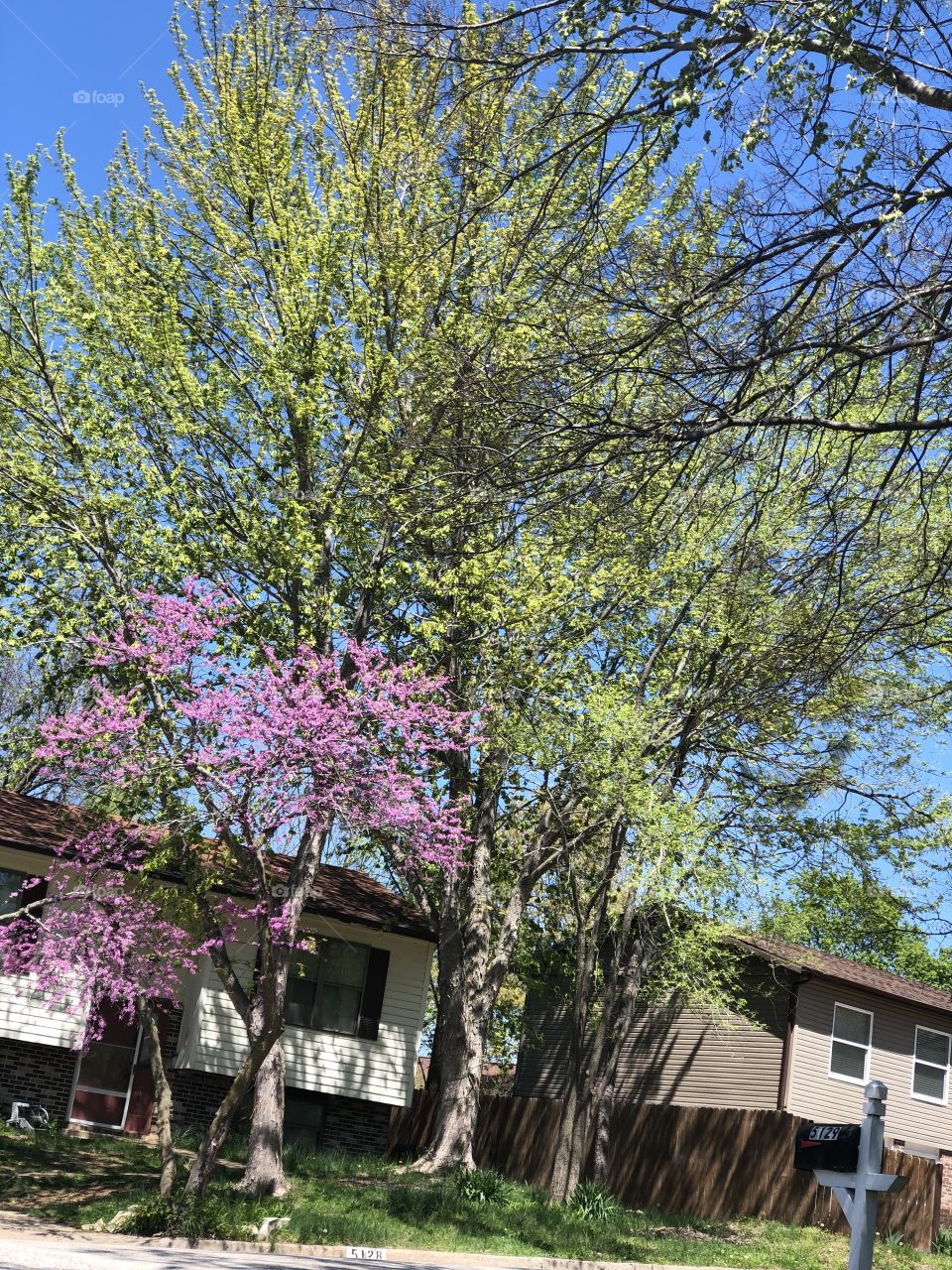 Beautiful spring tree!