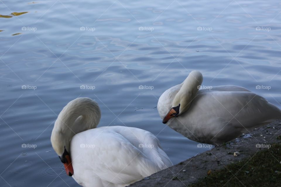 Dancing swans