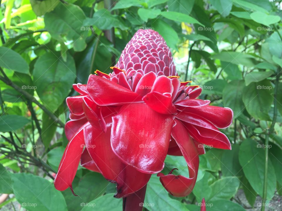 Beautiful exotic red flower
