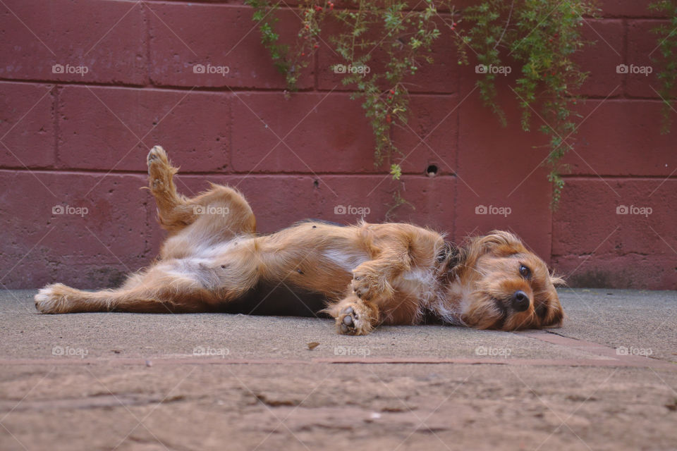 Lazy dog lying in comfortable position relaxing.