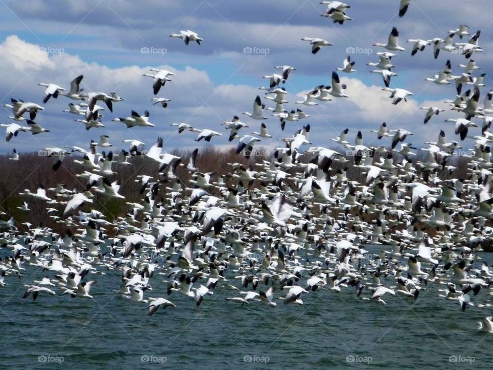 Snow geese migration