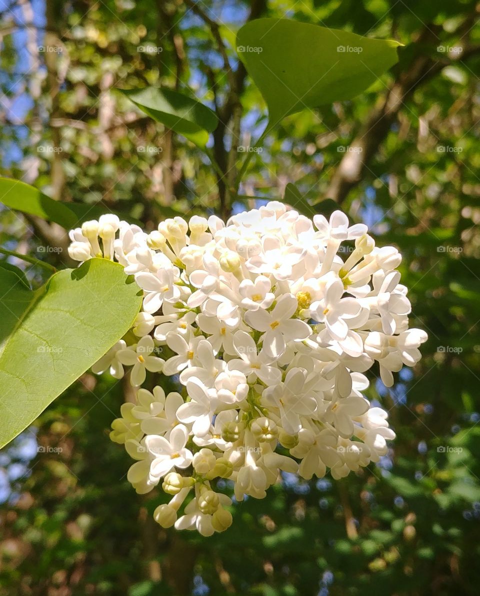 flieder weiß blühen Blüten