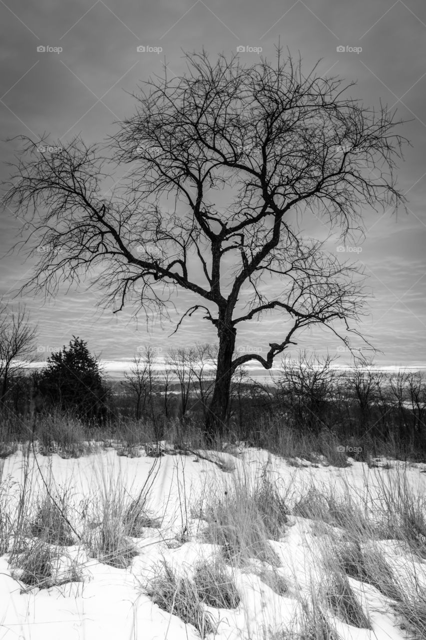 Winter landscape black & white